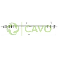 CAVO