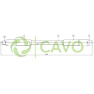 CAVO